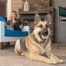 Ferntrainer &raquo;SMART DOG&trade;&laquo; PetSafe Hundeerziehung &middot; 70m, ab 3,6kg